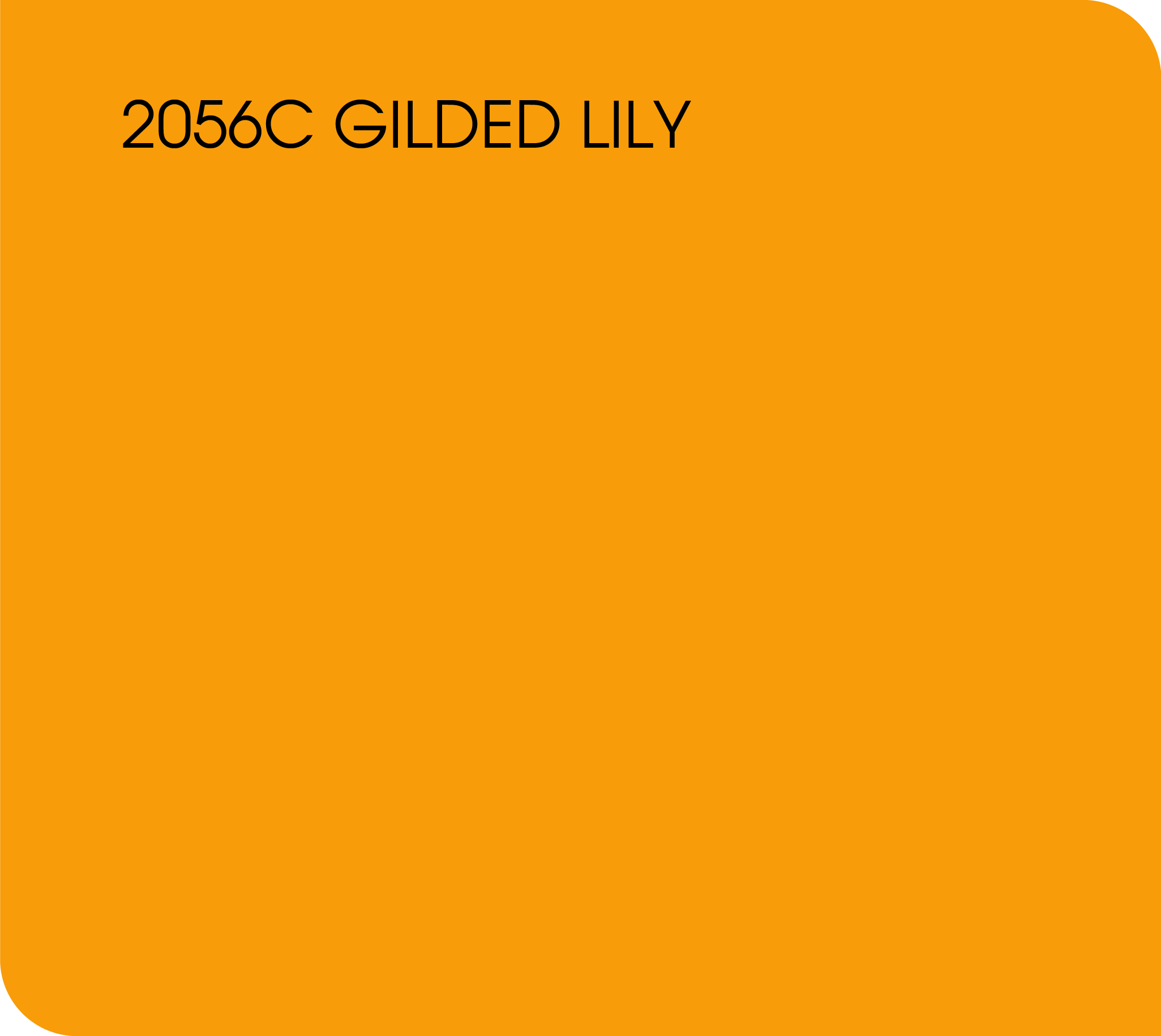 gilded lily