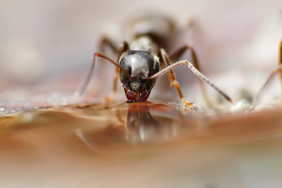 Kiến ma thường hiếm gặp hơn loài kiến khác trong phòng ngủ