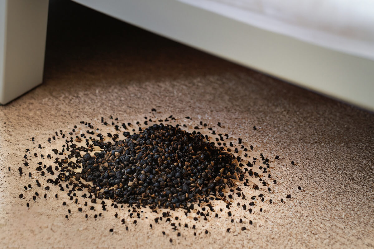 Cách đuổi kiến trong phòng ngủ bằng cách rải tiêu đen giúp kiến hạn chế bò đến khu vực của bạn