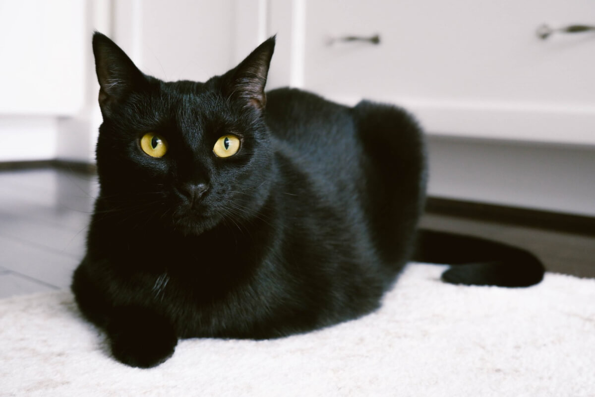 Mèo đen vào nhà được xem là điềm xấu