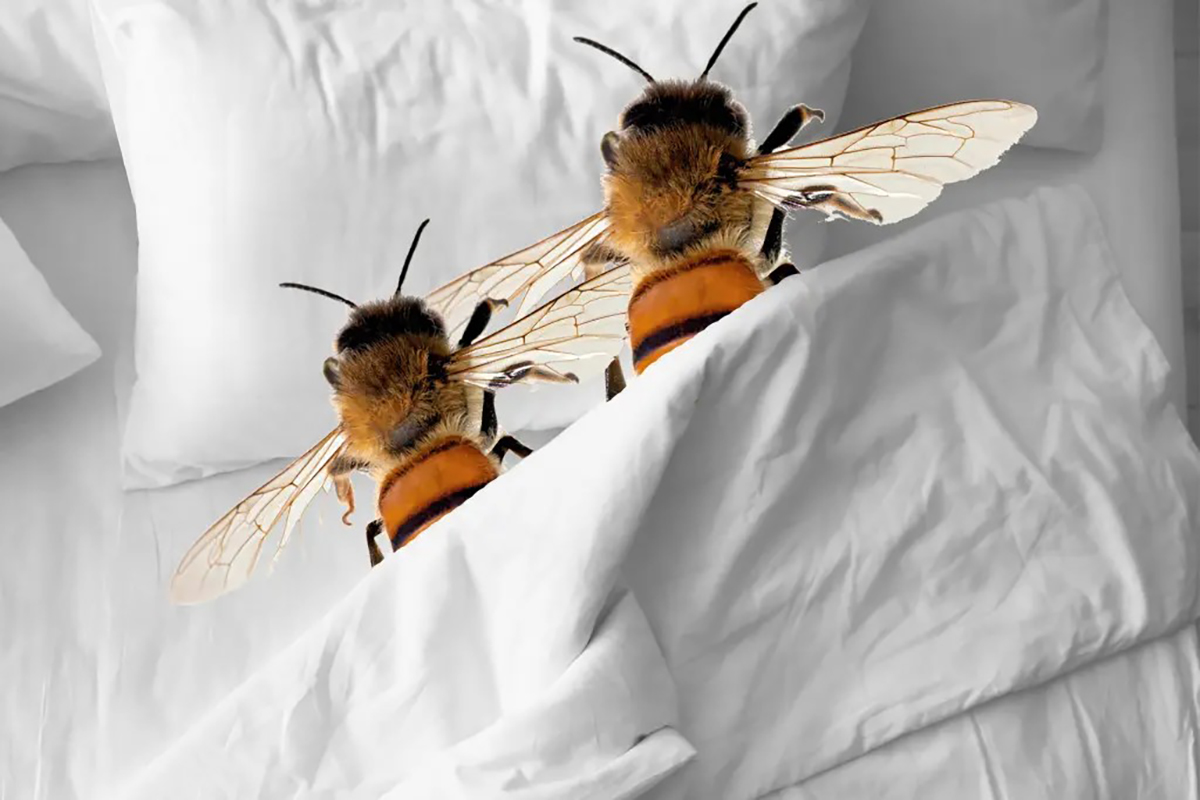 Ong bay vào phòng ngủ báo hiệu tình cảm khởi sắc