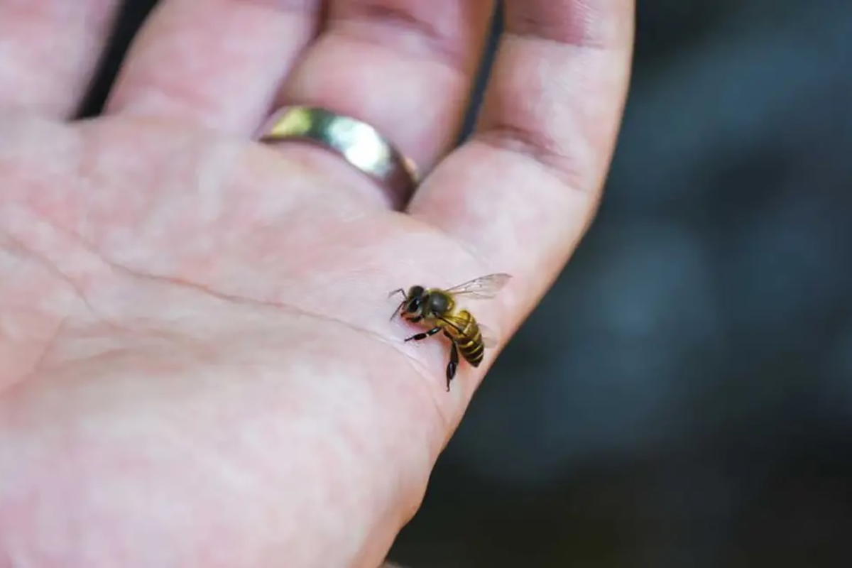Bạn nên cẩn trọng khi ong bay quanh người để tránh bị ong đốt