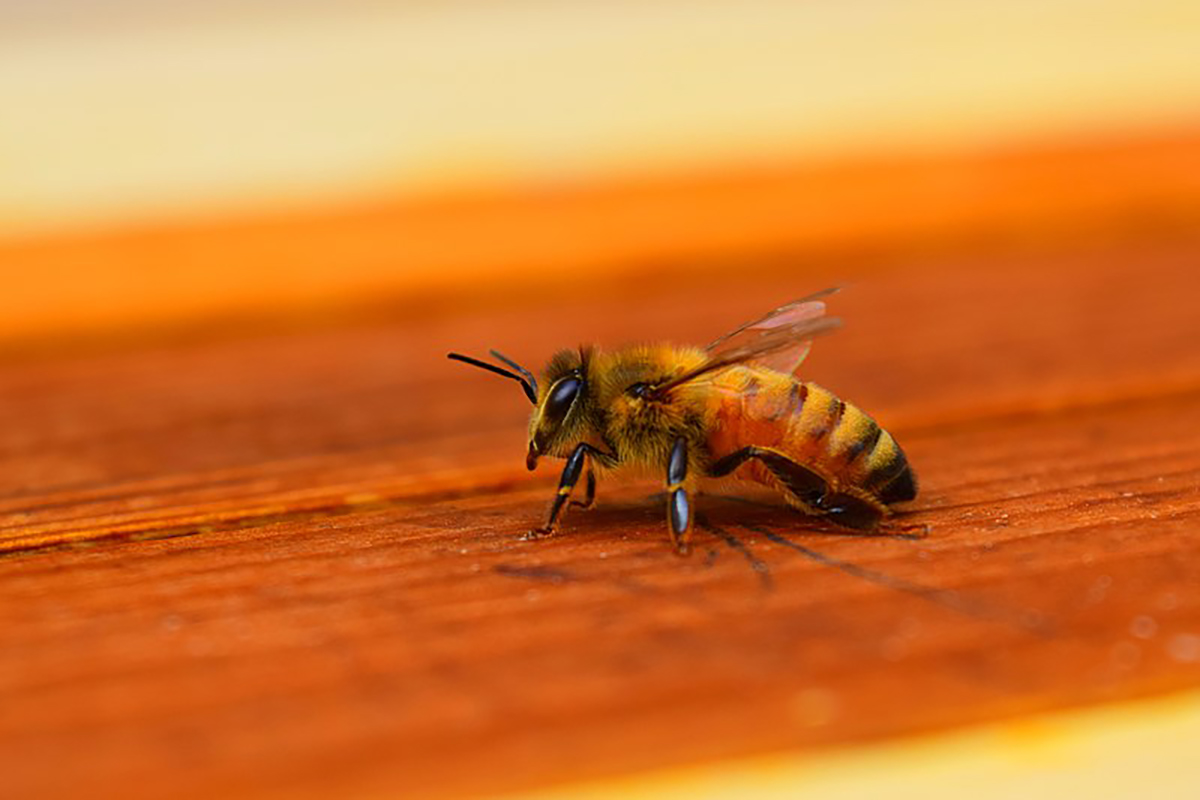 Ong mật bay vào nhà báo hiệu điều thuận lợi