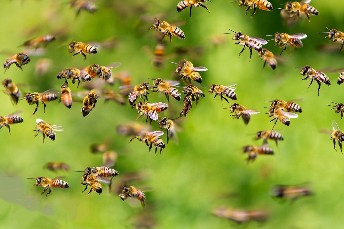 Nguyên đàn ong bay vào là sẽ mang nhiều điềm lành, may mắn đến với gia chủ