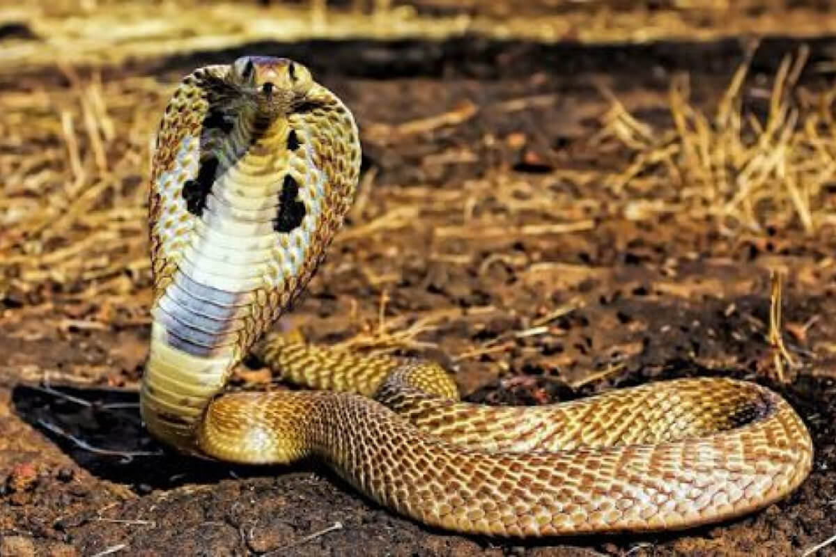 Nếu bắt gặp rắn bò vào nhà thì bạn nên giữ bình tĩnh và dùng cách xua đuổi chúng đi